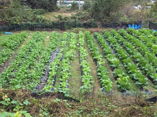 김상오.건달농사꾼님의 자유주제 · 자유게시판 작성글 사진