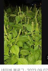 팜모닝 자유주제·자유게시판 게시글 이미지