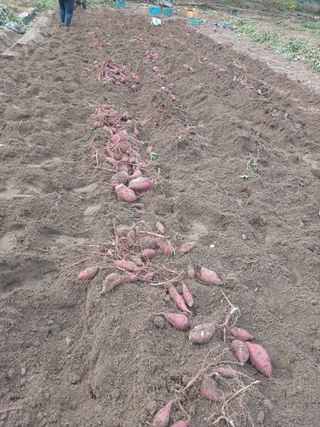 전국하님의 자유주제 · 자유게시판 작성글 사진