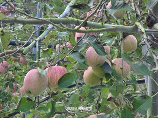 화성농원님의 자유주제 · 건의해요 작성글 사진