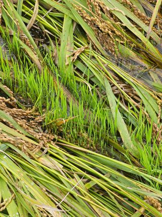 양철주님의 자유주제 · 자유게시판 작성글 사진