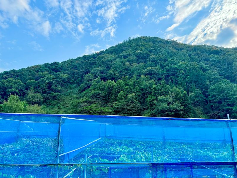 농부손녀님의 장터 판매 상품 [[슈퍼푸드 골드키위] 황실황후 황금다래] 첨부 사진