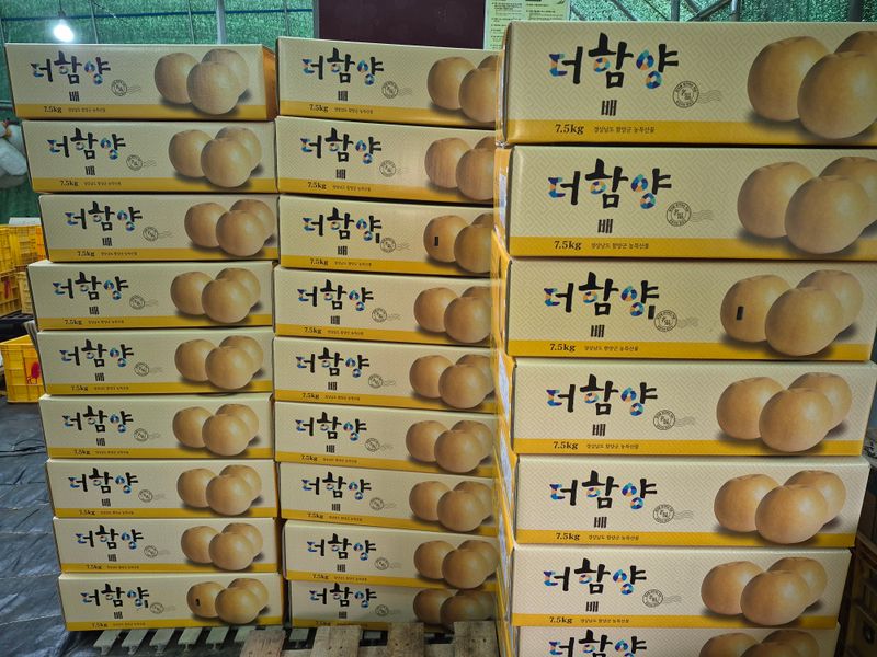 독고다이님의 장터 판매 상품 [게르마늄 신고배 7.5kg .19과] 첨부 사진