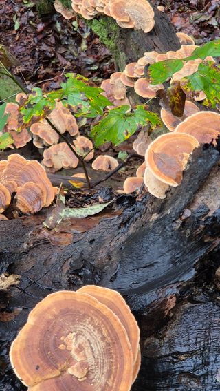 모산소나무님의 자유주제 · 자유게시판 작성글 사진