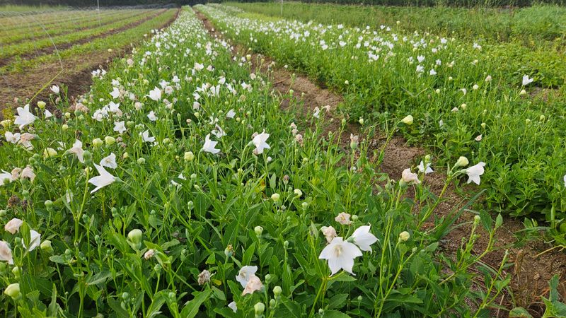 조병대님의 장터 판매 상품 [으뜸백도라지 종근용 ] 첨부 사진