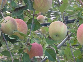 화성농원님의 자유주제 · 건의해요 작성글 사진
