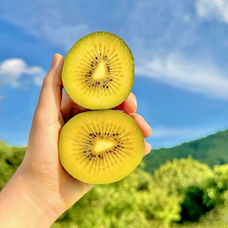 농부손녀님의 장터 판매 상품 [[슈퍼푸드 골드키위] 황실황후 황금다래] 첨부 사진