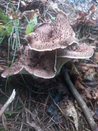 연향님의 자유주제 · 자유게시판 작성글 사진