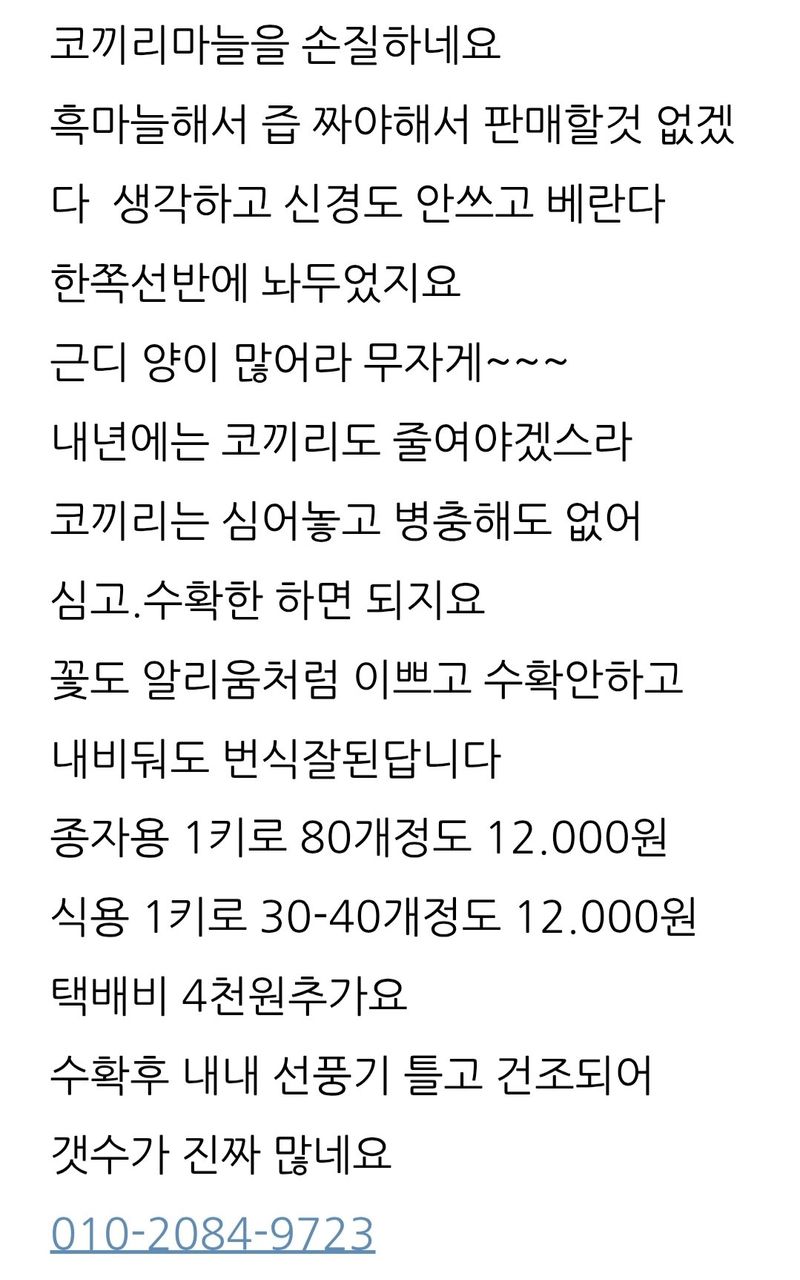 삼성농산님의 장터 판매 상품 [(마감)코끼리마늘. 식용.심을것 판매] 첨부 사진