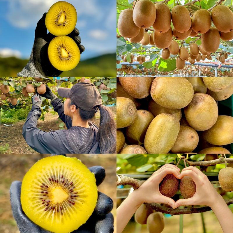 농부손녀님의 장터 판매 상품 [[슈퍼푸드 골드키위] 황실황후 황금다래] 첨부 사진