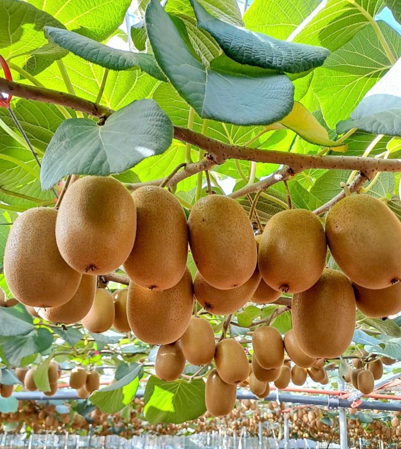 농부손녀님의 장터 판매 상품 [[슈퍼푸드 골드키위] 황실황후 황금다래] 첨부 사진