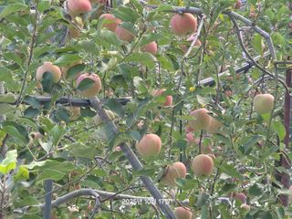 화성농원님의 자유주제 · 건의해요 작성글 사진