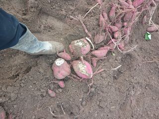 전국하님의 자유주제 · 자유게시판 작성글 사진