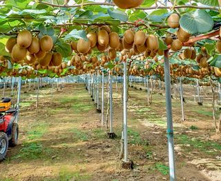 농부손녀님의 작성글 사진