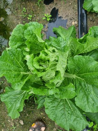 이호님의 배추 · 결구기 농작업 작성글 사진