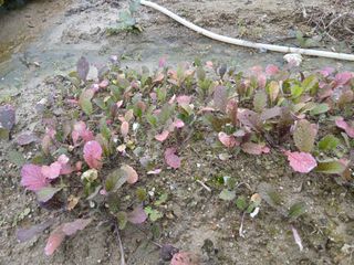 해맑은하늘님의 자유주제 · 자유게시판 작성글 사진