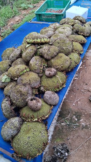 이영미님의 농사, 무엇이든 물어보세요! · 참여글 작성글 사진