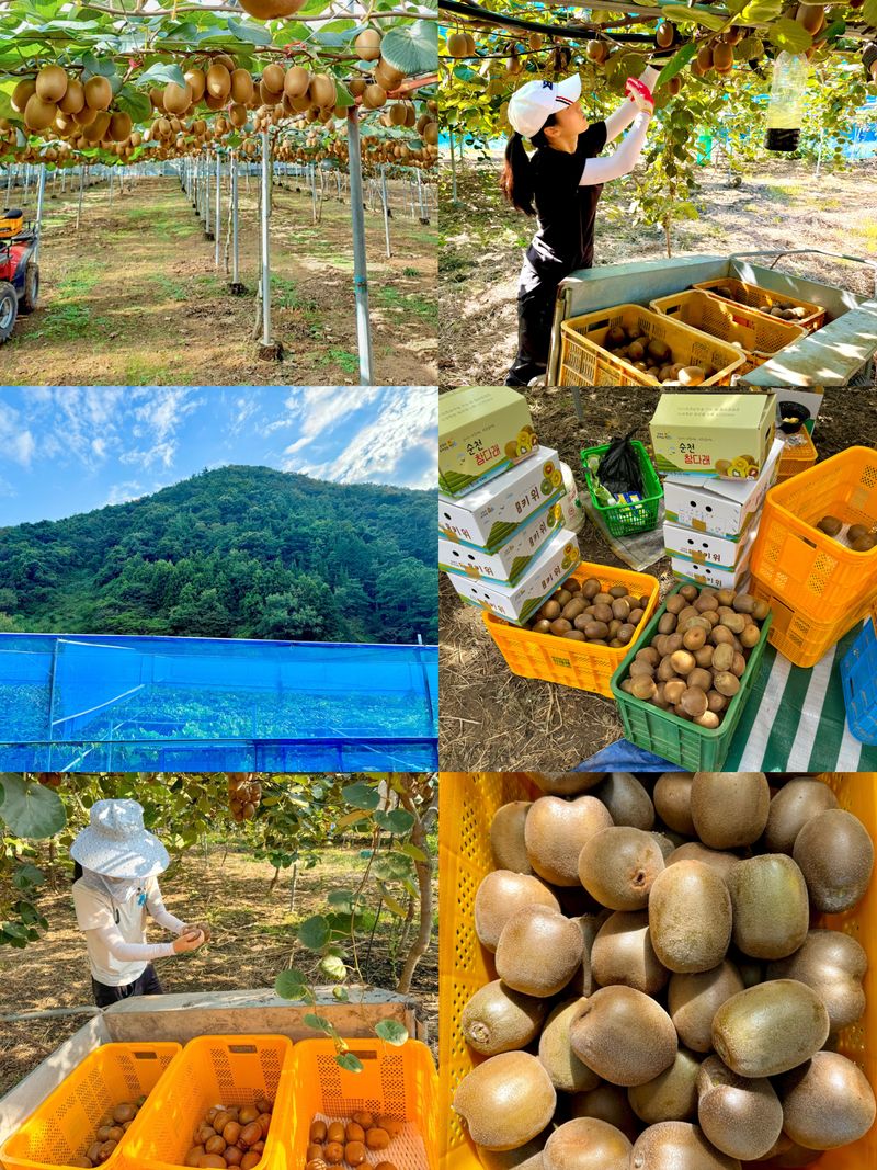 농부손녀님의 장터 판매 상품 [[슈퍼푸드 골드키위] 황실황후 황금다래] 첨부 사진