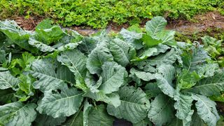 최병서님의 자유주제 · 자유게시판 작성글 사진