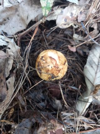 연향님의 자유주제 · 자유게시판 작성글 사진