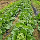 팜모닝 자유주제·자유게시판 게시글 이미지