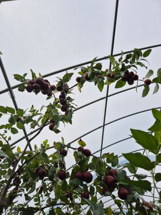 가인 5362님의 자유주제 · 자유게시판 작성글 사진