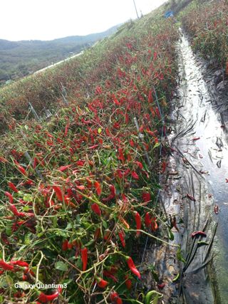 이창우님의 자유주제 · 자유게시판 작성글 사진