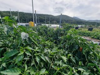 양파16718님의 자유주제 · 자유게시판 작성글 사진