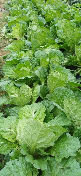 이강재님의 자유주제 · 자유게시판 작성글 사진