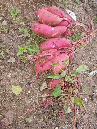 호박12662님의 자유주제 · 사진전 작성글 사진
