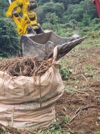 이호성님의 두릅 · 수확 작성글 사진
