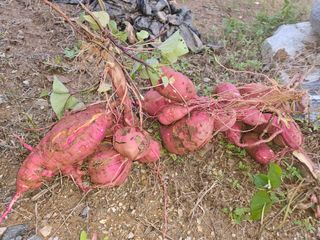 호박12662님의 자유주제 · 사진전 작성글 사진