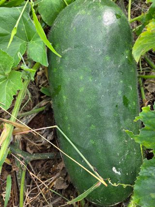 텃밭입문님의 농사, 무엇이든 물어보세요! · 참여글 작성글 사진