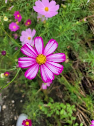 채송화님의 작성글 사진