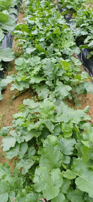 이강재님의 자유주제 · 자유게시판 작성글 사진