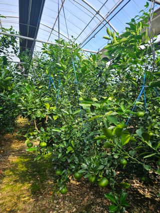 제주 지안이네농장님의 자유주제 · 자유게시판 작성글 사진