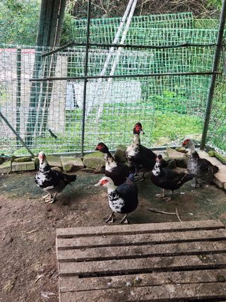 행복농원님의 작성글 사진