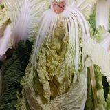 팜모닝 자유주제·자유게시판 게시글 이미지