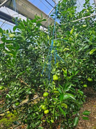 제주 지안이네농장님의 자유주제 · 자유게시판 작성글 사진