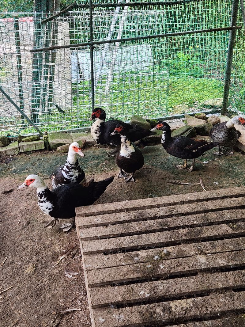 행복농원님의 장터 판매 상품 [기러기 성조[판매 완료)] 첨부 사진