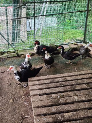 행복농원님의 작성글 사진