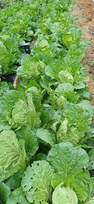 이강재님의 자유주제 · 자유게시판 작성글 사진