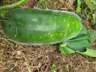 텃밭입문님의 농사, 무엇이든 물어보세요! · 참여글 작성글 사진