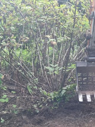 이호성님의 두릅 · 수확 작성글 사진