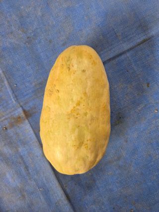 텃밭입문님의 농사, 무엇이든 물어보세요! · 참여글 작성글 사진