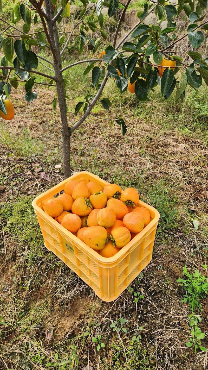 금제섭님의 장터 판매 상품 [상주 대봉감 10kg] 첨부 사진