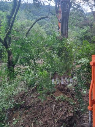이호성님의 두릅 · 수확 작성글 사진