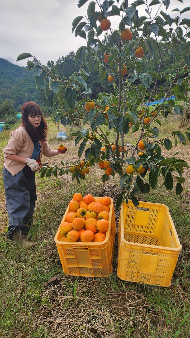 장터 상품 [상주 대봉감 10kg] 썸네일