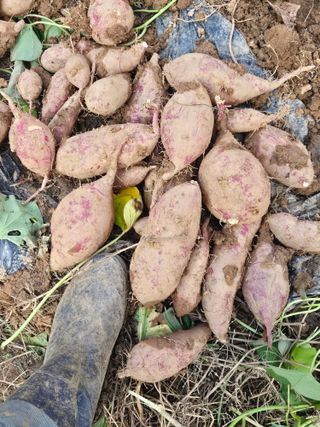 가인 5362님의 자유주제 · 자유게시판 작성글 사진