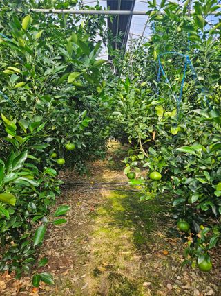 제주 지안이네농장님의 자유주제 · 자유게시판 작성글 사진